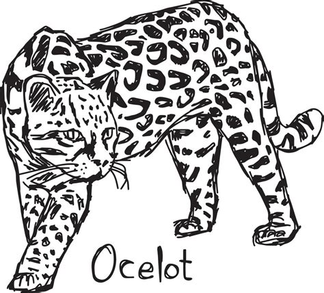 Ocelot Vector Illustration Sketch Hand Drawn Vector Art At