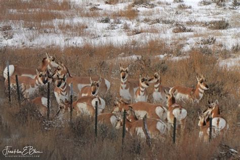 Pronghorn Fence Line Jam Bliss Photographics Pronghorn