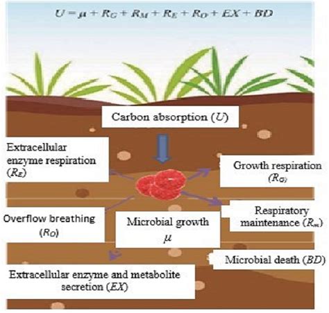 Variation Of Soil Microbial Carbon Use Efficiency Cue And Its