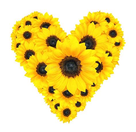 Photo About Lovely Valentine S Day Floral Design Of Sunflowers Arranged In A Heart Shape Image