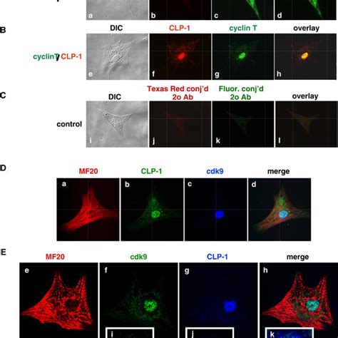 Immunocytochemical Co Localization Of CLP 1 Cyclin T And Cdk9 In