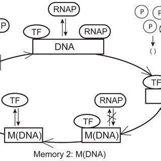 Regulatory network of a single gene. Regulatory mechanisms of gene ...