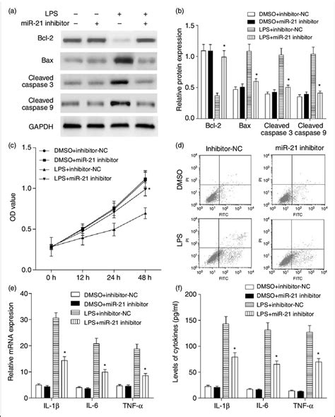 Mir Inhibitor Attenuates Lps Induced Cell Injury Hpaepic Were