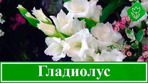 Посадка и уход за гладиолусами, уборка и хранение луковиц гладиолусов ...