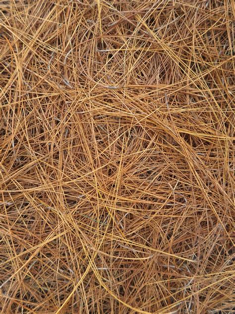 Dry leaves of a patula pine Hojas secas de pino pátula Pinus patula