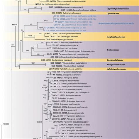 Phylogram Of Amphisphaeriales Resulting From A Maximum Likelihood