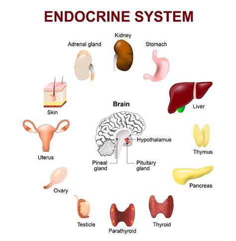 Endocrine System – SoundWaves Health Clinic
