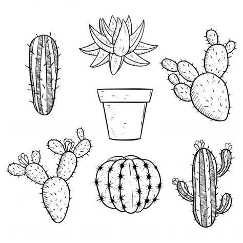 Cactus Drawing Black And White At Paintingvalley Explore