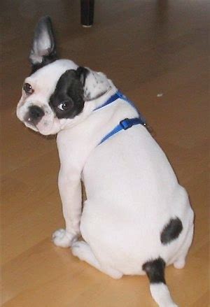 Frenchie Pug Dog Breed Information and Pictures