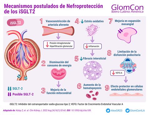 Inhibidores de SGLT 2 en la Enfermedad Glomerular Ibero Latino América