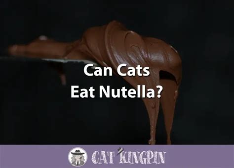 Can Cats Eat Nutella Cat Kingpin