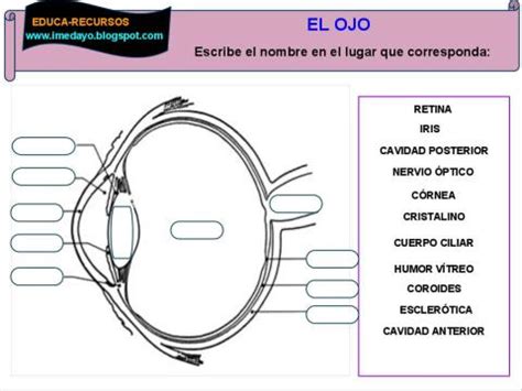 Ficha Partes Del Ojo Para Rellenar Imagui The Best Porn Website