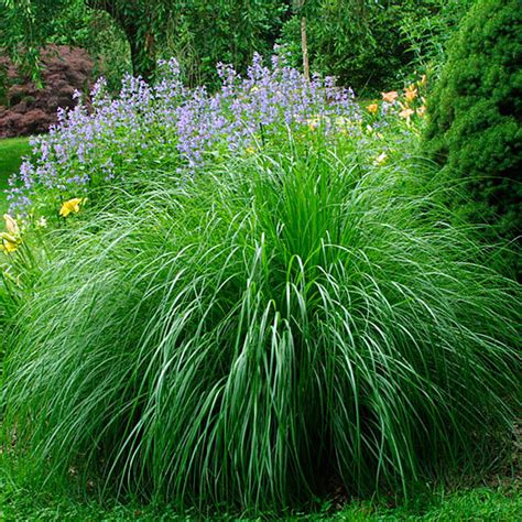 Morning Light Eulalia Grass Finegardening