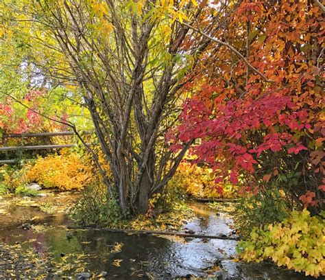 Fall Colors in Yellowstone - A Yellowstone Life