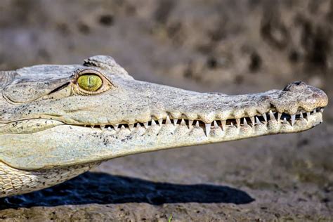Alligator Teeth Explained: Facts, Cost, and More!