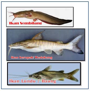 Gambar Ikan Sembilang Karang Ikan Asin Sembilang Karang Kg Lazada