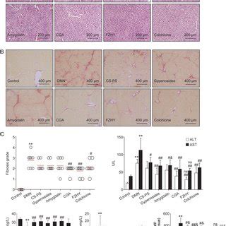 Effects Of CGA On Liver Injury And Collagen Deposition A