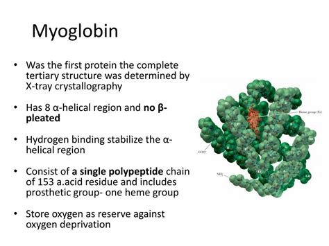 Ppt Example Of Tertiary And Quaternary Structure Of Protein Myoglobin