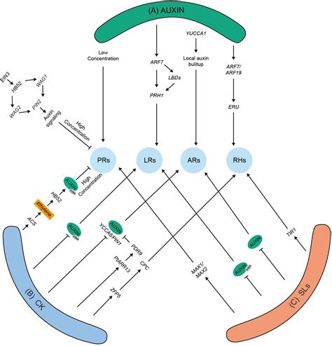 Frontiers Modulating Root System Architecture Cross Talk Between