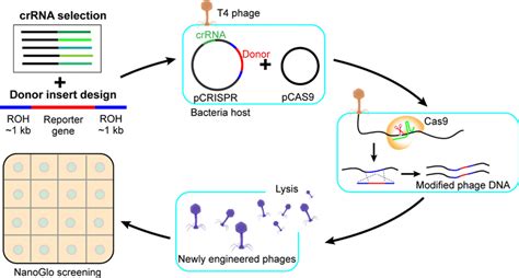 Crisprcas9 T4 Phage Engineering Workflow Candidate Crrnas Targeting