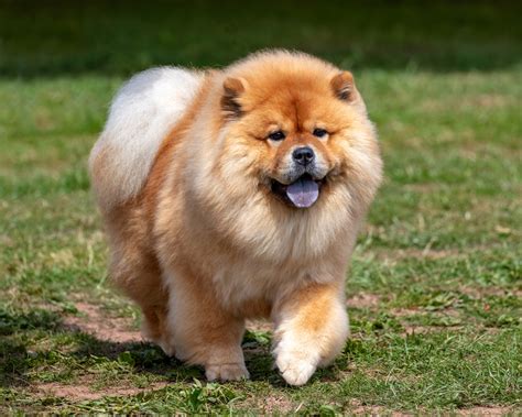 The secret chow animal behavior that stunned local zoo keepers 7
