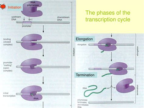 Ppt Chapter12 Mechanisms Of Transcription Powerpoint Presentation