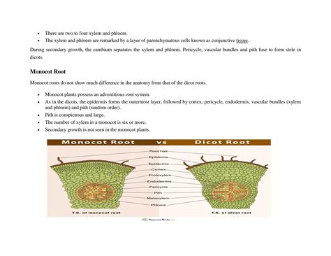 Solution Monocot Dicot Plants Anatomy Studypool