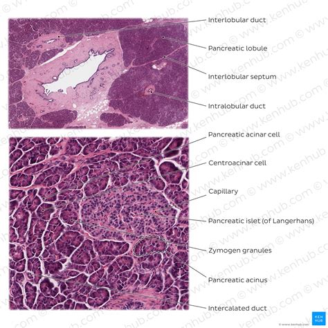 Pancreas Histology Duct