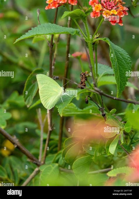 Lemon Migrant Or Common Emigrant Butterfly On Lantana Bush Australia