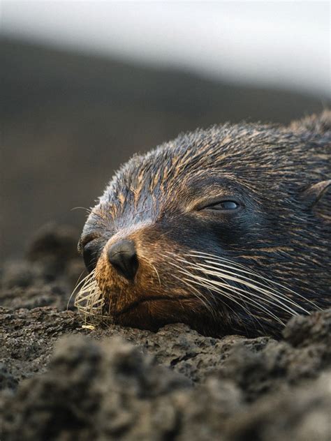 Closeup Galápagos fur seal | Free Photo - rawpixel