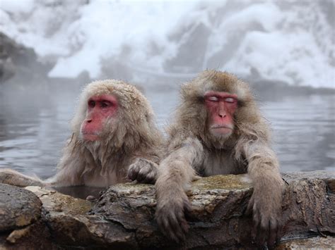 Snow Monkeys Can De Stress By Taking Hot Baths Just Like Humans Markets Insider