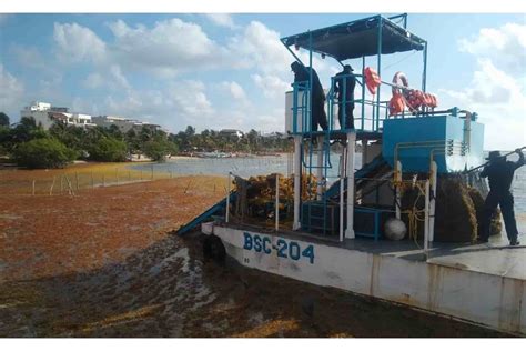 Recolecta Semar 10 Mil 462 Toneladas De Sargazo En Playas Del Caribe