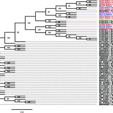 Phylogenetic Tree Constructed Based On Near Full Length Nucleotide