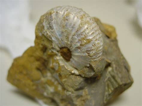 Ammonite fossil