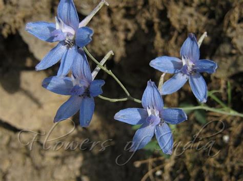 Larkspur Flower Meaning In Urdu Best Flower Site