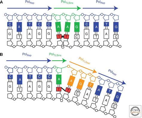 Translesion Dna Synthesis And Mutagenesis In Eukaryotes