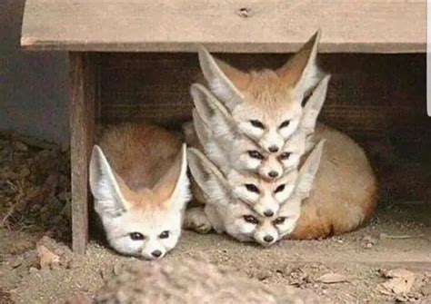 SiCk FuCk DeCaPiTaTeS COmRaDeS WEaRs ThEiR HEaDs LiKe A TOpHaT R PeopleFuckingDying