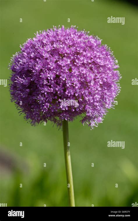 Giant Allium Hi Res Stock Photography And Images Alamy