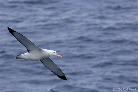 Wandering Albatross in Flight | Rod Planck Photography