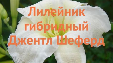 Лилейник гибридный Джентл Шеферд 🌿 обзор: как сажать, луковицы ...