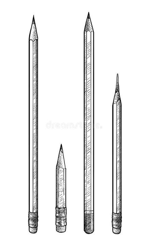 Pencil Illustration Drawing Engraving Ink Line Art Vector Stock