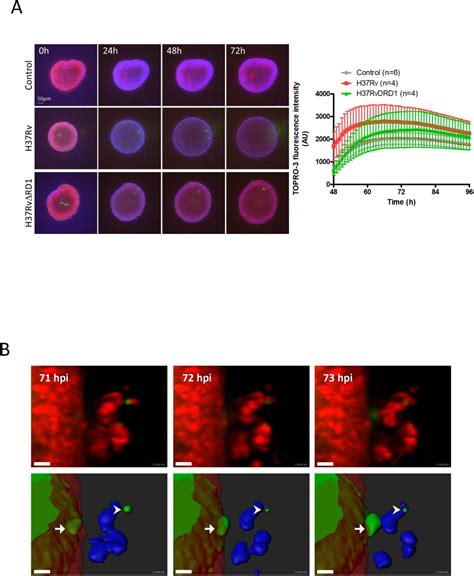 Cellmask Green Plasma Membrane Stain Thermo Fisher Bioz