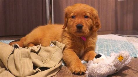 Red Golden Retriever Puppy First Day Home With 8 Weeks Old Ariel