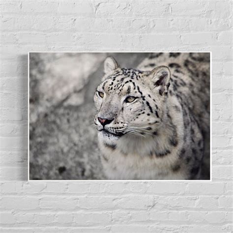 Snow Leopard Photography Print - Etsy