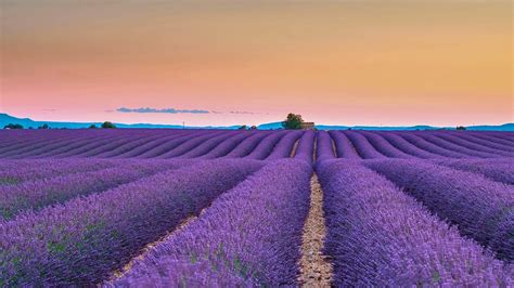 Bing Hd Wallpaper Jun Lavender Fields On The Valensole