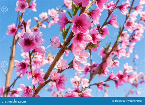 Fleur De Nectarine Image Stock Image Du Partie Annapolis 41211303