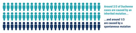 Duchenne Muscular Dystrophy Causes And Inheritance