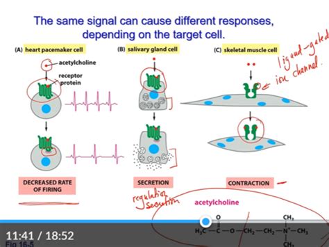 BIOL 130 - Midterm 3 Flashcards | Quizlet