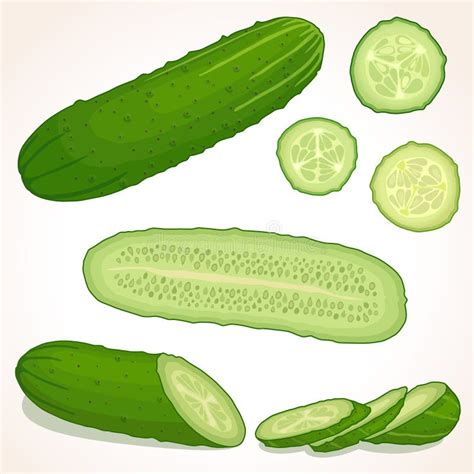 Vector Cucumber Stock Vector Illustration Of Nutrition 68526176