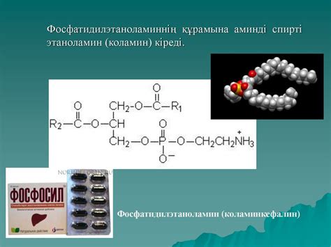 Липидтер - презентация онлайн